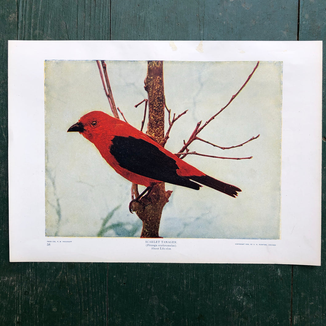 Color Print from “The Standard Library of Natural History”