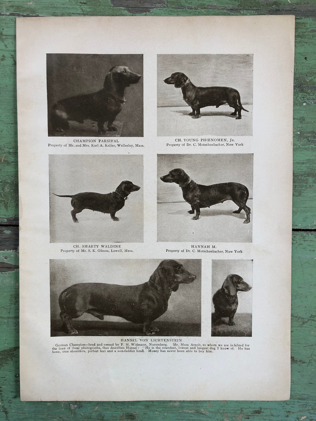 Print from “The Dog Book” by James Watson