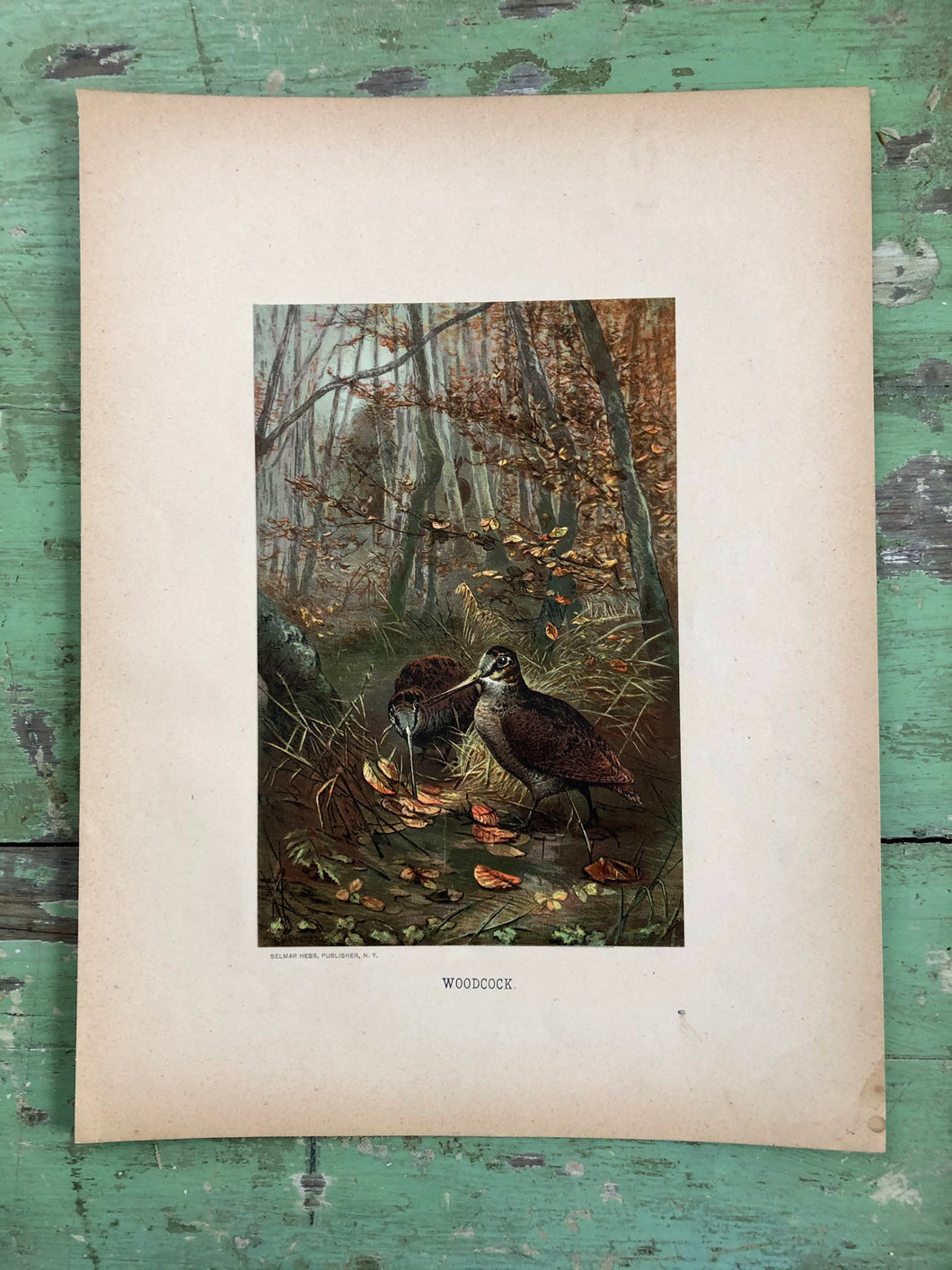 Color Bird Print 