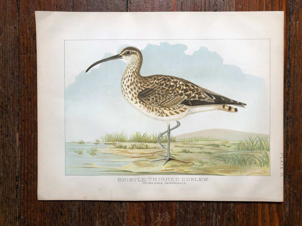 Bird Plate from “Report upon Natural History Collections Made in Alaska Between the Years 1877 and 1881” by Edward W. Nelson