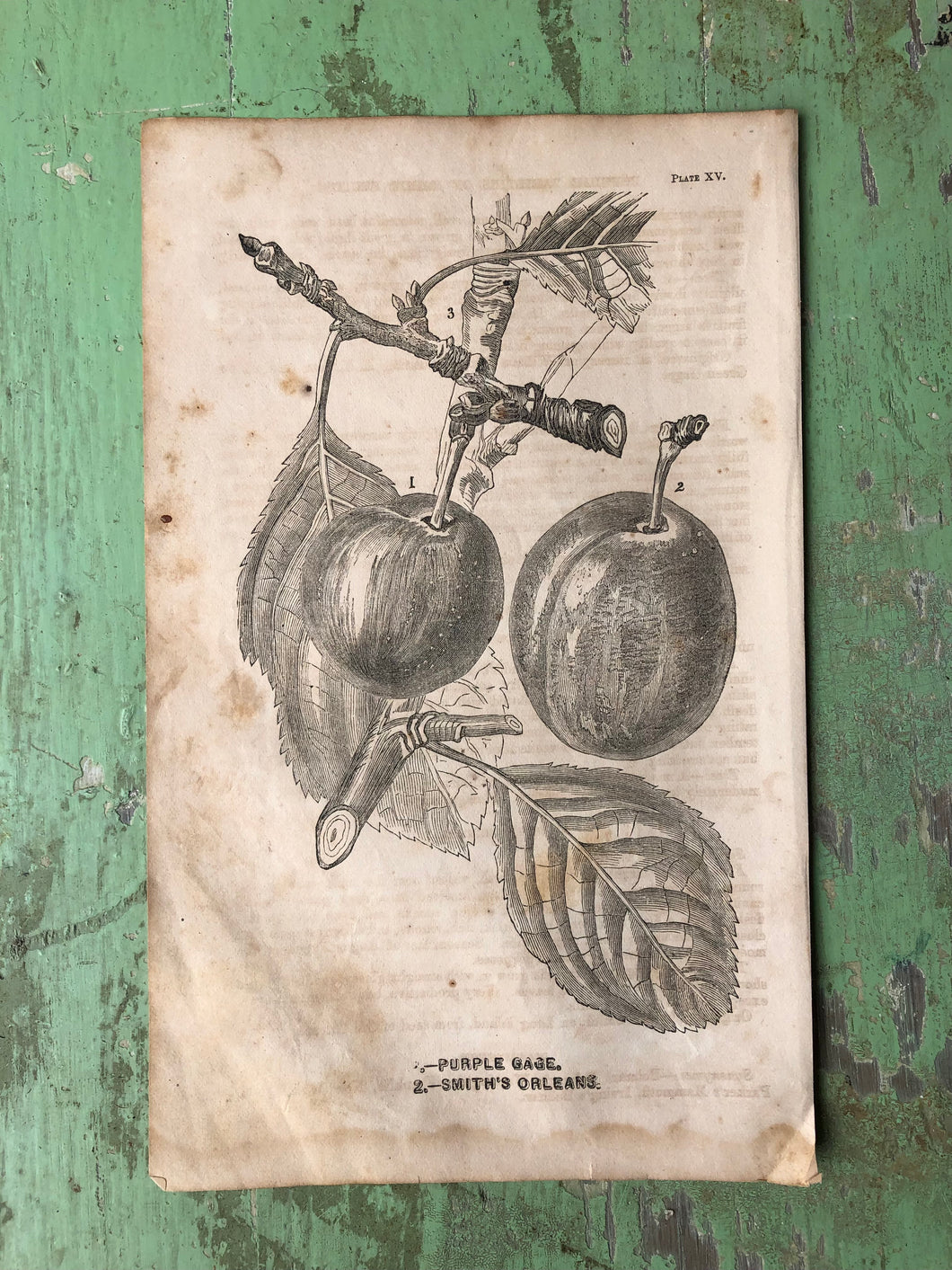 Fruit Print from Report of the Commissioner of Agriculture for the Year 1864