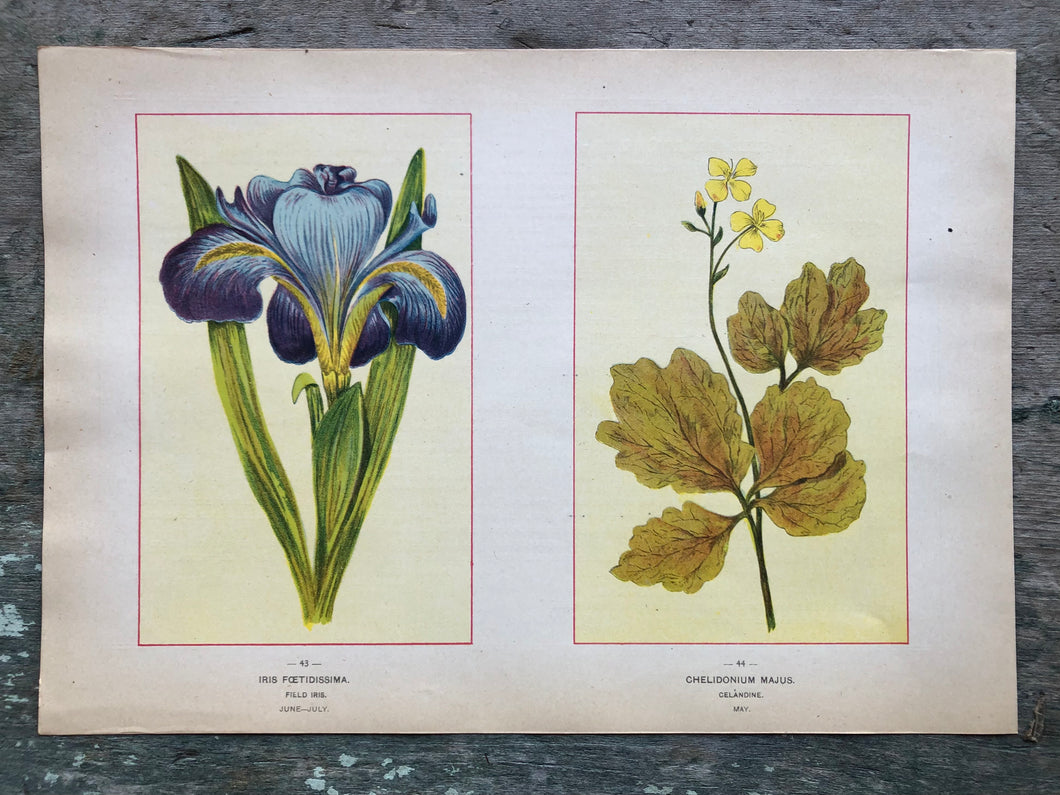 Flower print from “Wild Flowers of America: Flowers of Every State in the American Union”
