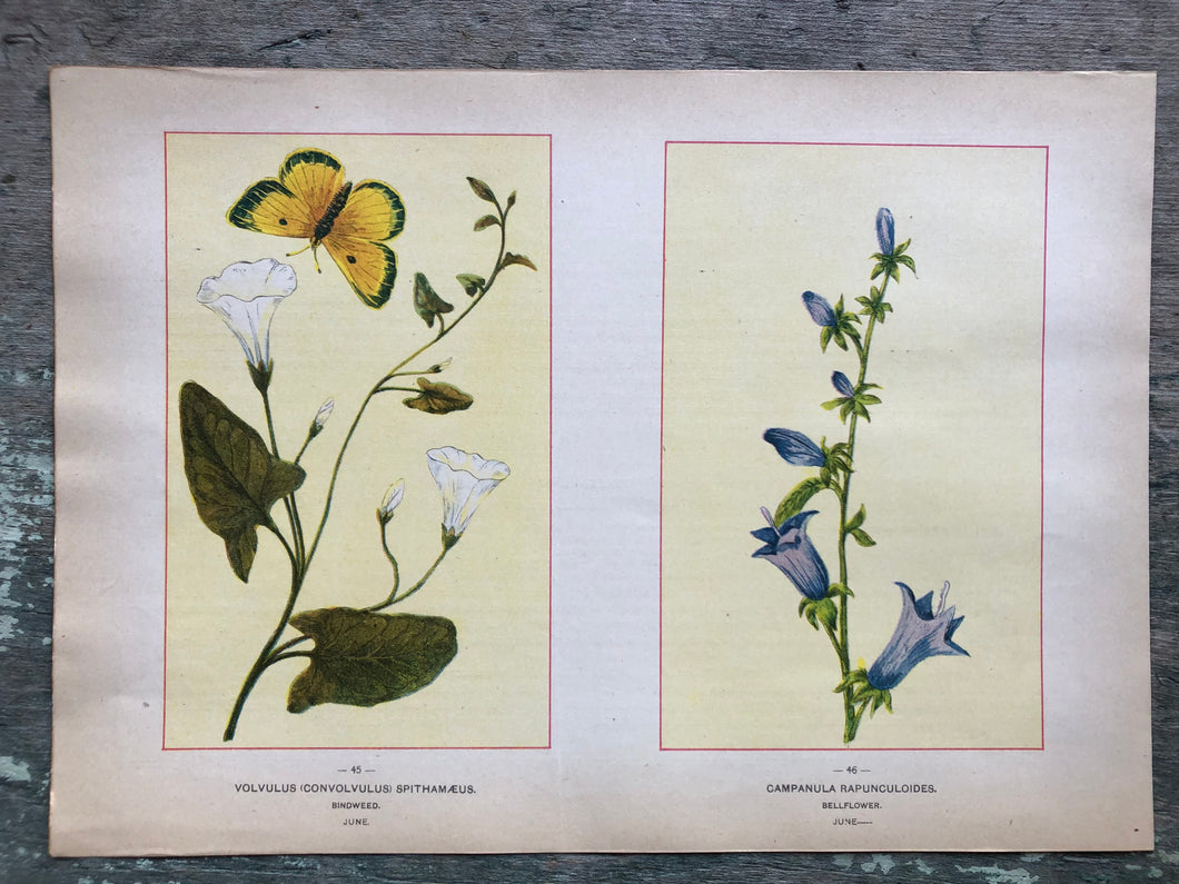 Flower print from “Wild Flowers of America: Flowers of Every State in the American Union”