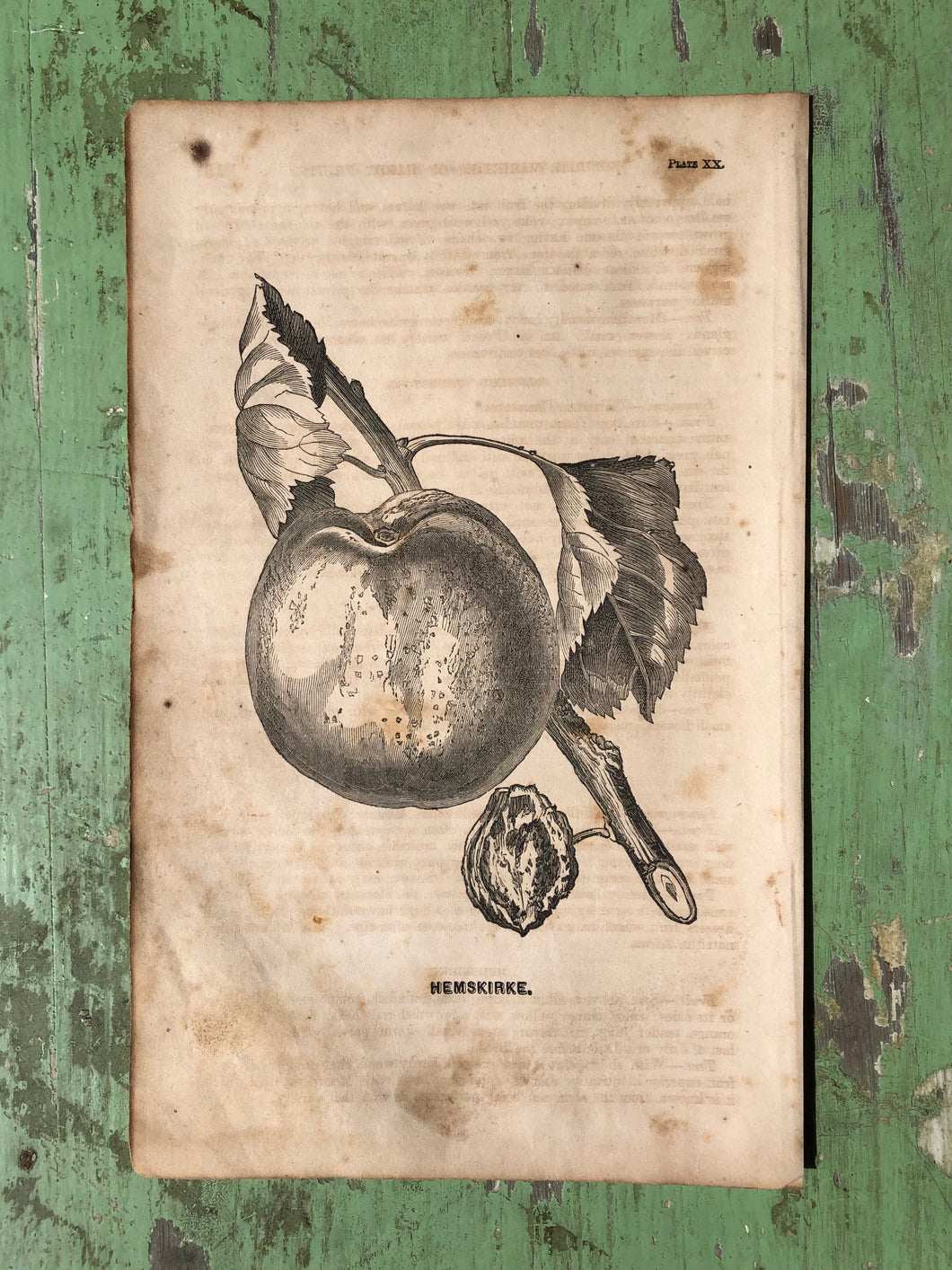 Fruit Print from Report of the Commissioner of Agriculture for the Year 1864