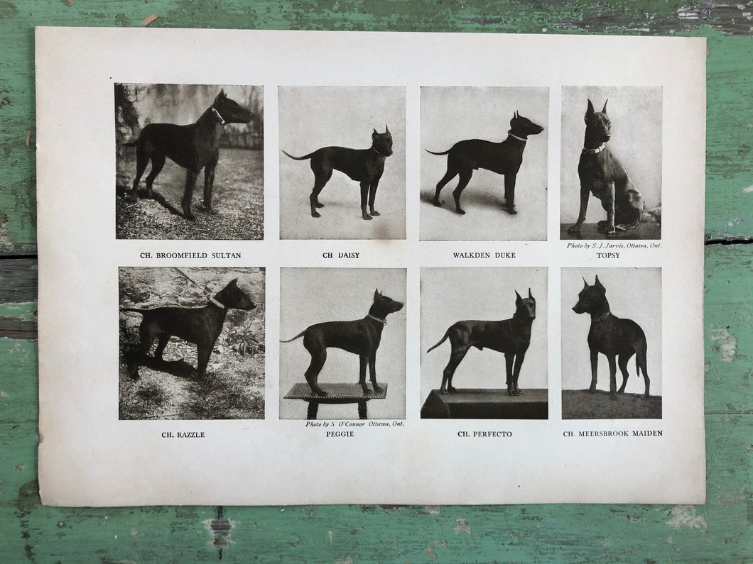 Print from “The Dog Book” by James Watson