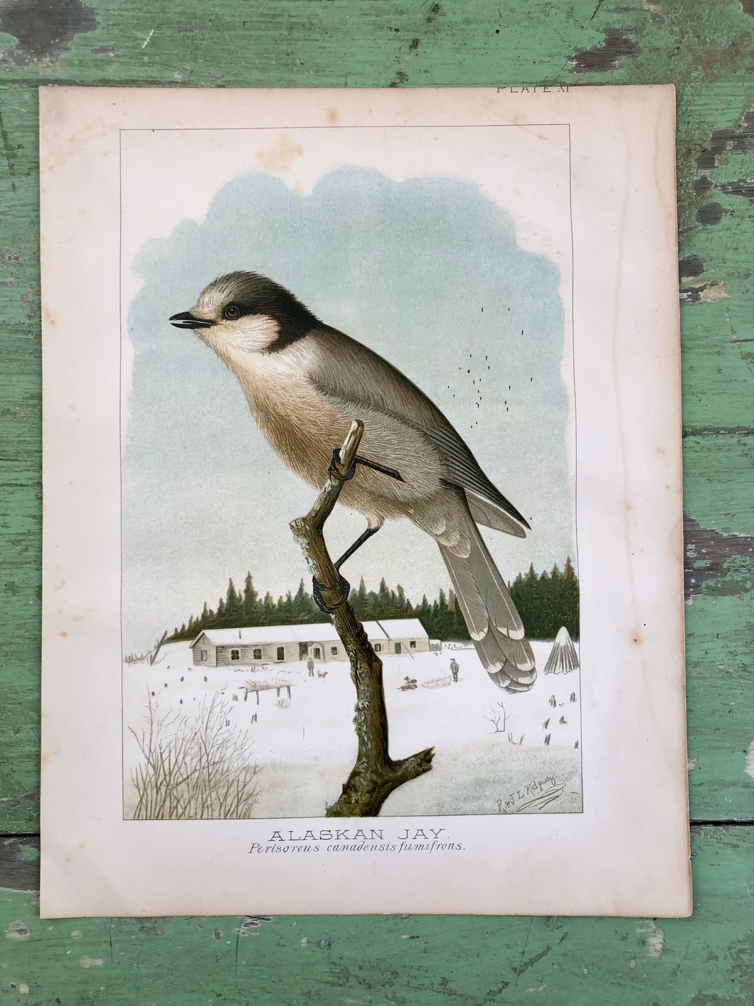Bird Plate from “Report upon Natural History Collections Made in Alaska Between the Years 1877 and 1881” by Edward W. Nelson