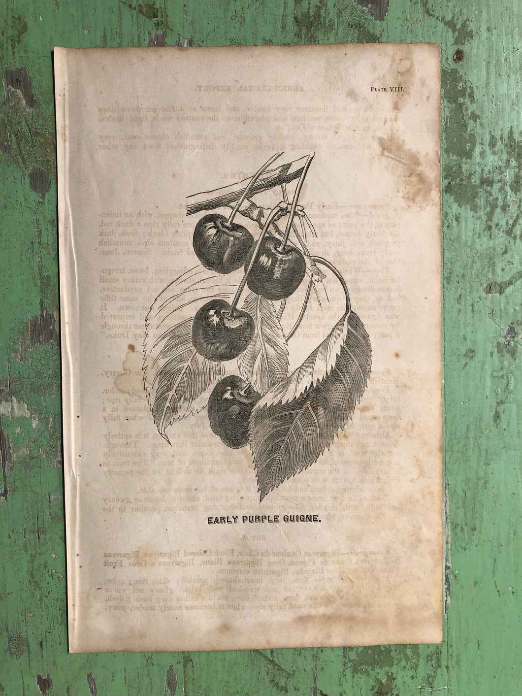 Fruit Print from Report of the Commissioner of Agriculture for the Year 1864