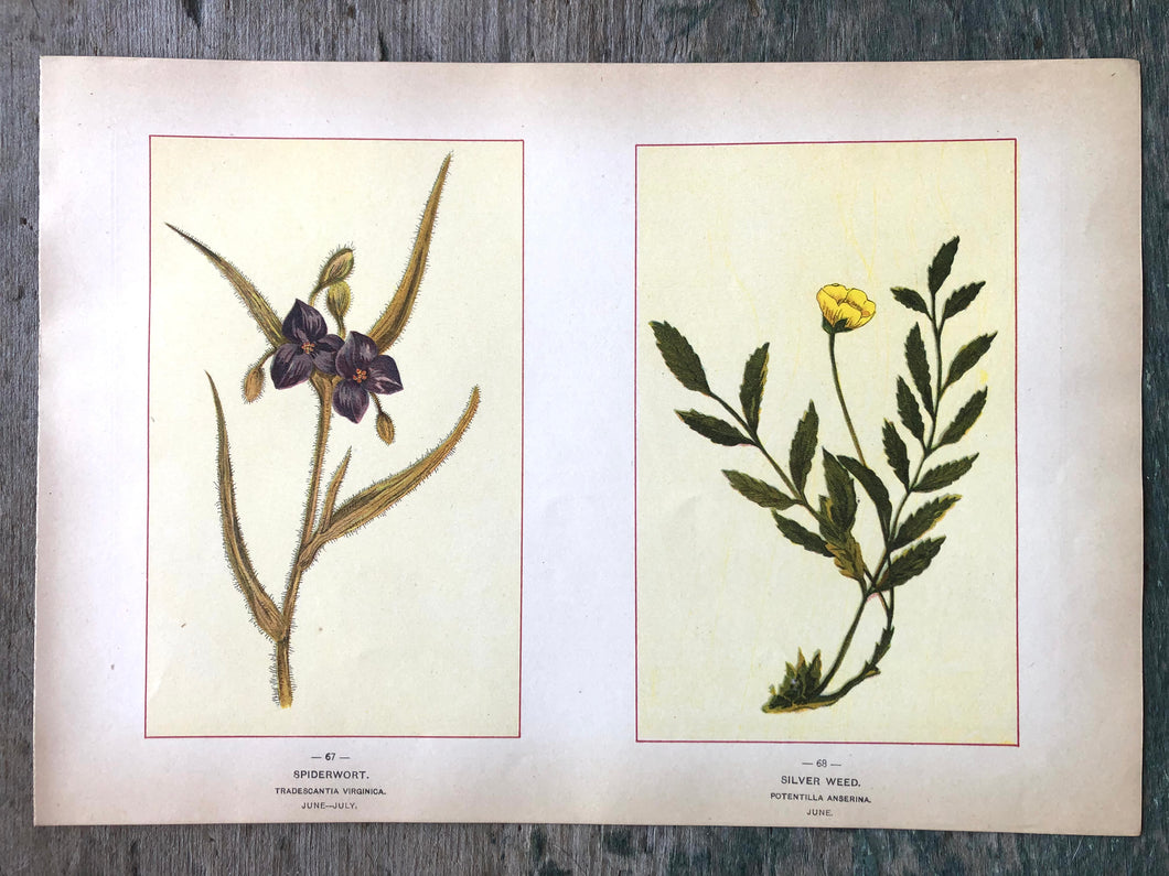 Spiderwort and Silver Weed. Print from 