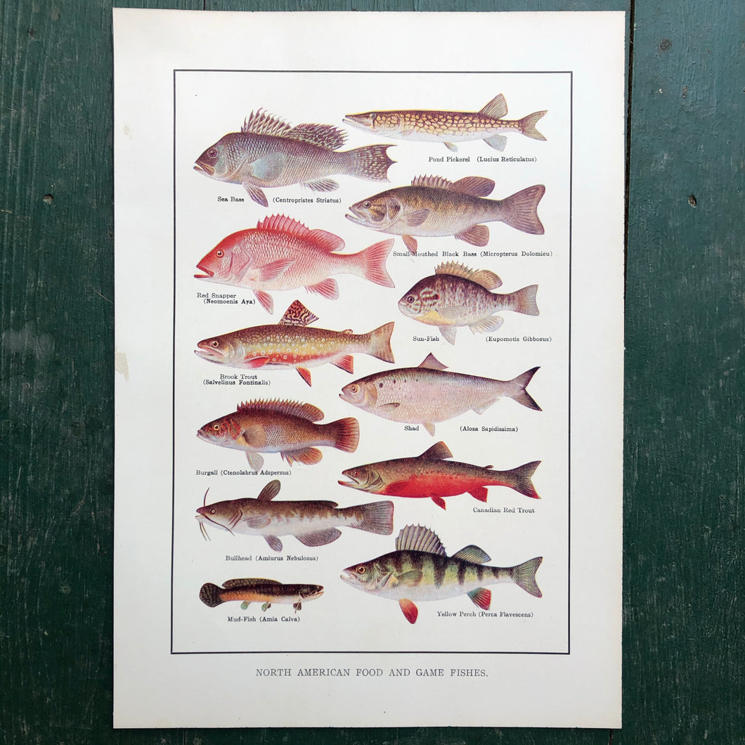 Color Print from “The Standard Library of Natural History”